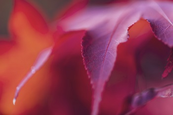 A leaf rose shadows